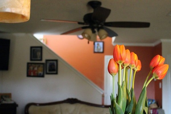 Comment bien choisir ses fleurs pour colorer son intérieur